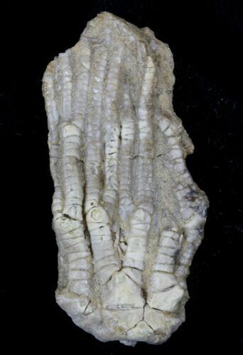 Detailed Fossil Crinoid (Dasciocrinus) - Alabama #58259